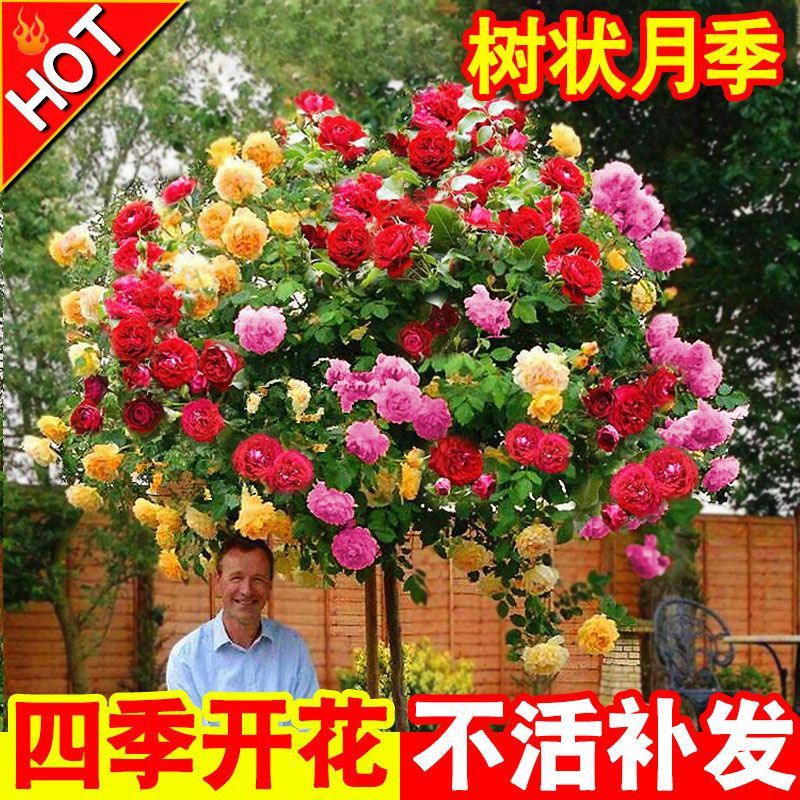 棒棒糖树桩月季花苗特大花朵花卉植物庭院四季开玫瑰带花树状月季