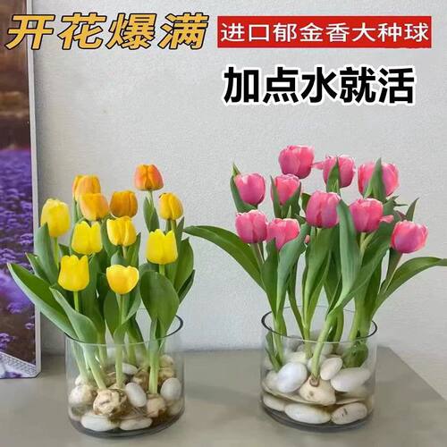 荷兰进口郁金香大种球水培水养耐寒花卉种子植物室内阳台土培大球