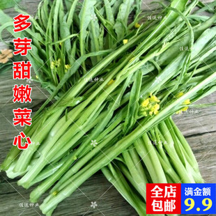 多芽甜嫩菜心种子柳叶油青白菜种籽 四季阳台庭院春菜籽蔬菜种子