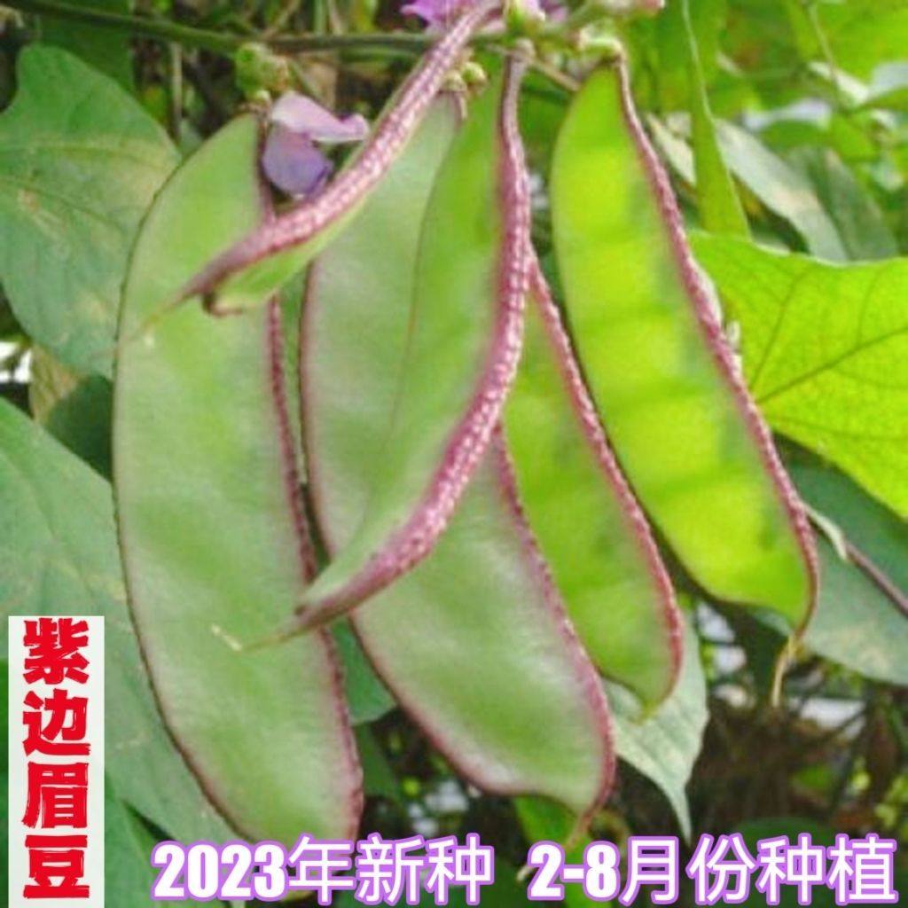 紫边眉豆扁豆月亮豆肉厚豆宽油豆角新鲜豆类春夏秋季农家自种扁豆