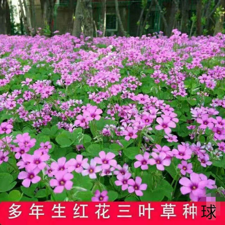 绿化草坪种子白三叶草种子红三叶草种子四季多年生室外草种子草籽