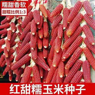 红玉米种子甜糯糯玉米籽高产特大红粘大棒玉米早熟水果玉米包谷种