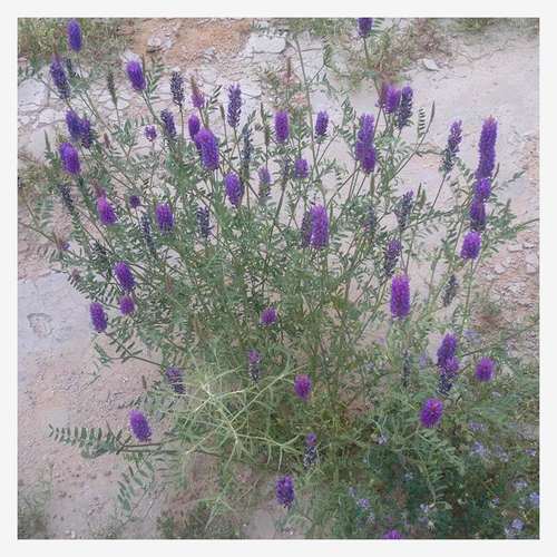 沙打旺种子多年生牧草种子红豆草防沙固土护坡草耐寒耐旱盐碱草籽