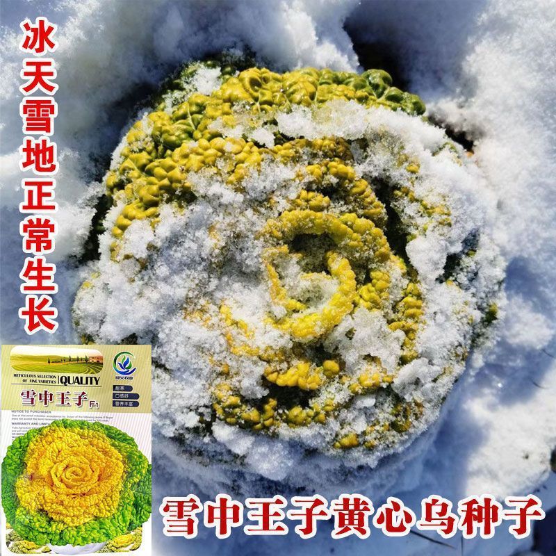 种籽四季乌塌菜青黄心黄心种子白菜雪中乌菜菜蔬子菜种冬天孑