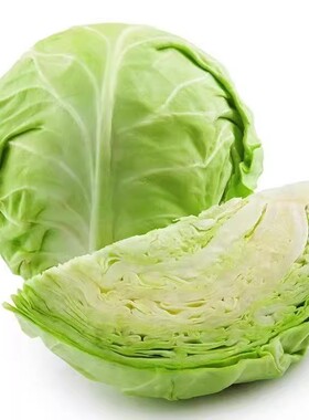 耐寒秋冬穴盘苗青皮当季阳台蔬菜苗绿甘蓝秧苗高产绿色卷心菜包菜