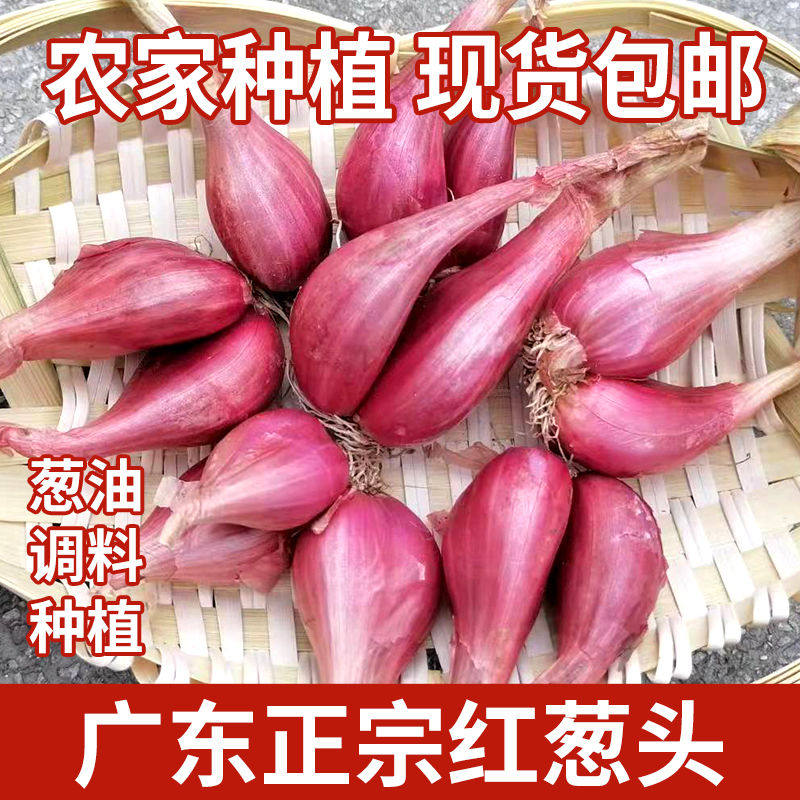 正宗红葱头香葱头干葱头火葱头种家庭园艺种子
