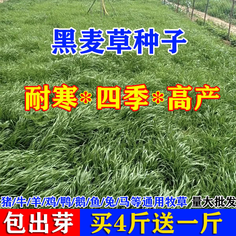 牧草种子进口多年生黑麦草四季种植养牛羊鸡鸭鱼鹅兔高产耐寒草籽
