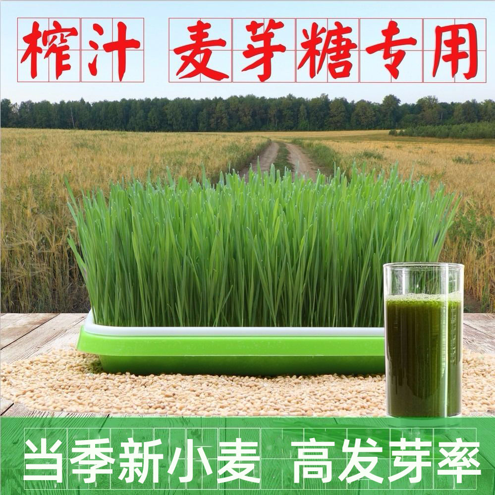 新鲜小麦大麦榨汁做麦芽糖小麦苗猫草煮粥麦子水培育苗盆种植盘图片