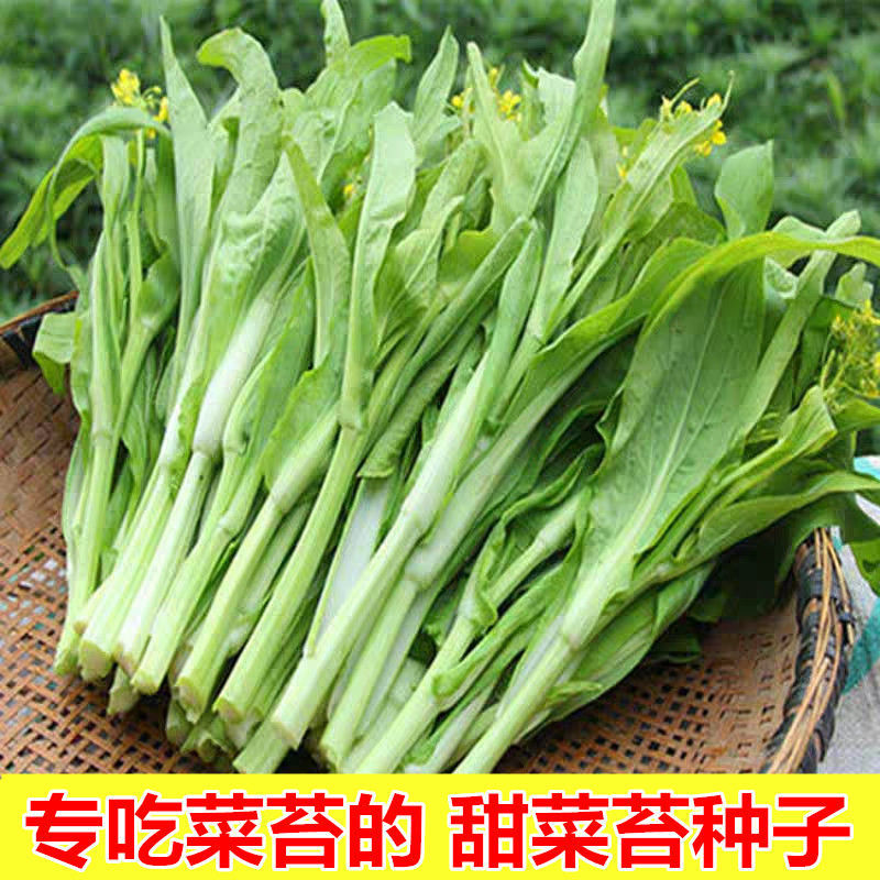 广西桂林四季柳叶菜心种子卷叶油青增城菜心菜苔阳台庭院蔬菜种籽