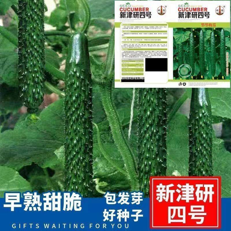 黄瓜种子高产春夏秋季耐热绿瓢密刺黄瓜种籽庭院四季阳台蔬菜种孑
