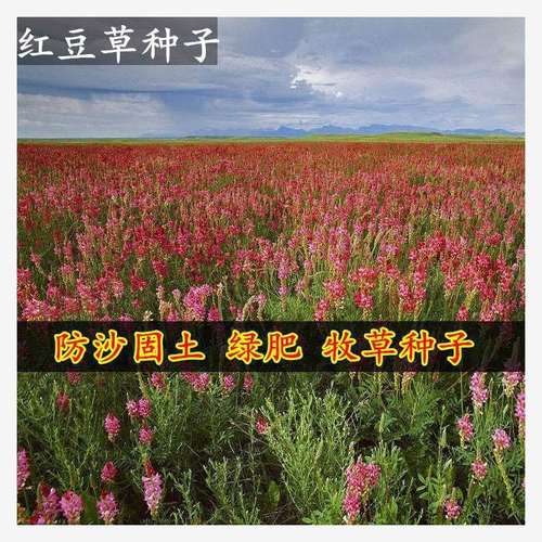 高产籽垂穗披碱草种子四季种养牛红豆草碱草羊草种子红豆草半斤