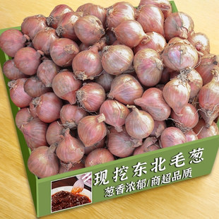 新货正宗东北小毛葱圆葱农家自种无公害小洋葱毛葱头鬼子葱油整箱