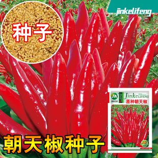特辣朝天椒小米辣辣椒种子超辣四季高产南北方农家蔬菜种籽正宗的
