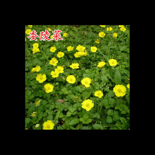 委陵菜种籽白头翁种子蛤蟆草种子庭院多年生景观地被植物耐寒耐阴