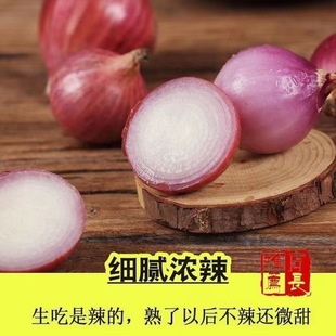 正宗东北小毛葱鬼子葱毛葱笨毛葱小毛葱头新鲜火葱头珠葱小洋葱