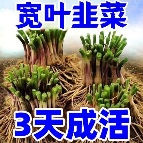 韭菜根苗紫根红根大叶宽叶农家