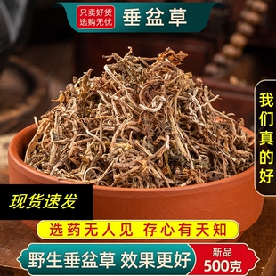 垂盆草中药材500克/250g垂盆草干货吊吊草 野生垂盆草正宗垂盆草