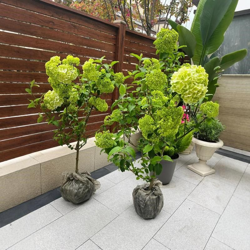 (原盆原土)中华木绣球斗球正宗木本绣球树苗庭院盆栽地栽,鲜花速递/花卉仿真/绿植园艺,绣球/木绣球/木本植物,淘宝优惠券,粉丝福利购,淘宝优惠卷