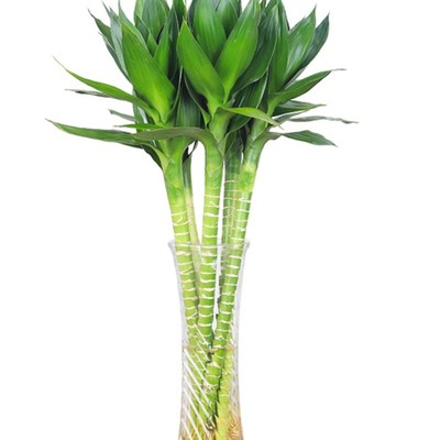 文昌竹4支富贵竹带根水养书房水生盆景植物室内观音水培高考摆件