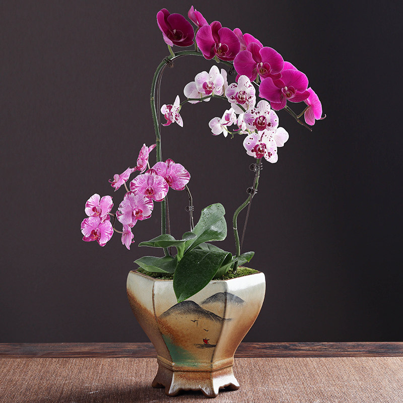 创意陶瓷高款花盆高档禅意古典手绘兰花蝴蝶兰小火彩紫砂专用大盆