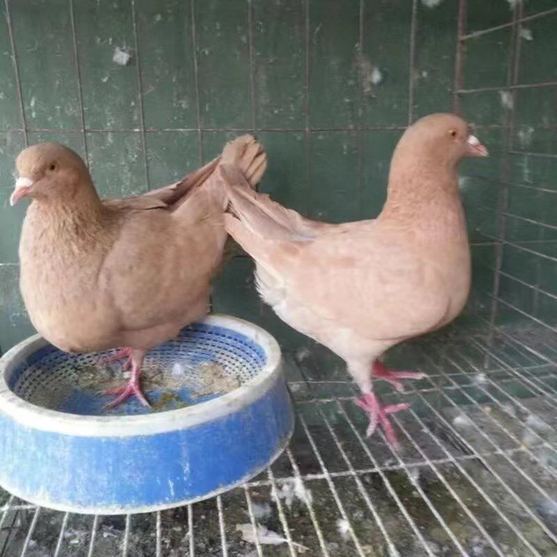 纯种巨型正宗元宝鸽子活公母一对大体种鸽观赏肉鸽宠物包下蛋包邮