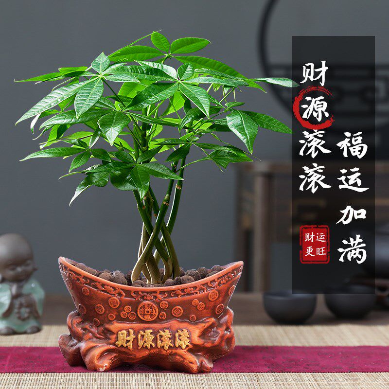 奇趣发财树盆栽花卉造型绿植物办公室内吸甲醛客厅招财小中式盆景