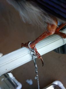 不锈钢手工鸟脚环/鹦鹉脚环/八哥/喜鹊/伯劳脚套/蜡嘴/鹩哥脚链