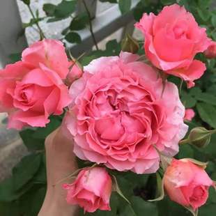 鄰家花園 珊瑚果凍1加侖原盆原土耐熱切花月季
