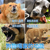 狗嘴套防咬防叫防乱吃狗狗嘴套止吠器中大型犬金毛萨摩耶狗套狗罩