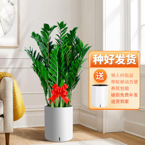 金钱树盆栽客厅绿植室内好养大型植物办公室摇钱串子招财开业送礼