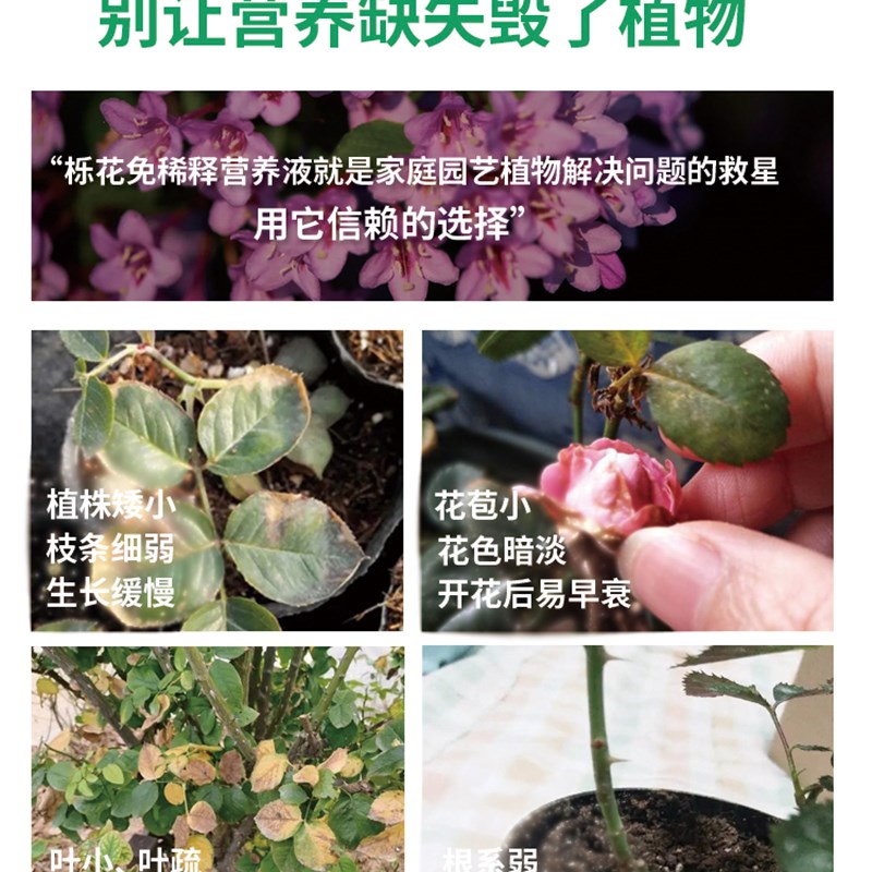 月季花专用肥花苗营养液蔷薇花盆栽植物通用型催花有机肥颗粒缓释