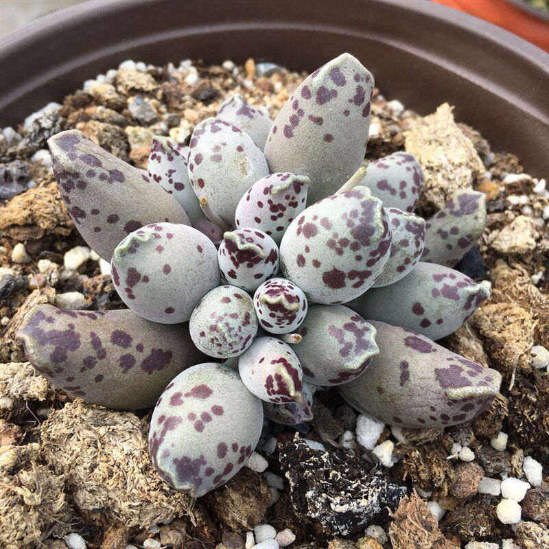 海豹多肉植物水泡系超萌梅花鹿奇趣多肉花卉盆栽绿植室内阳台植物