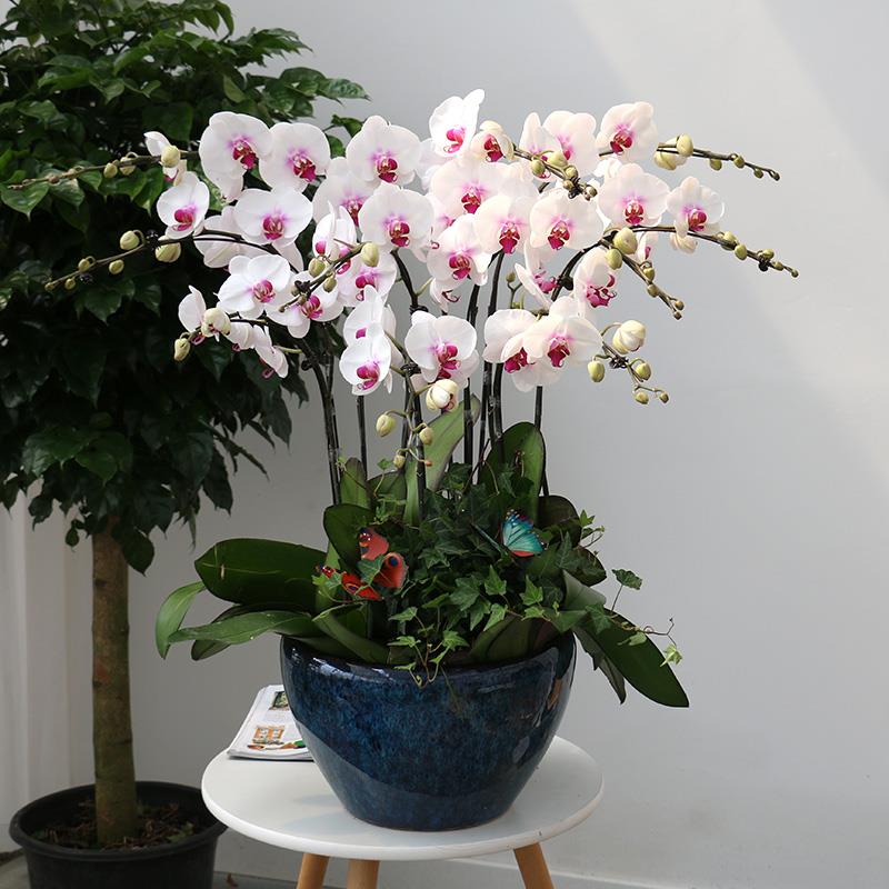 蝴蝶兰盆栽 带花苞高档兰花室内植物盆景 开业乔迁绿植年宵花卉