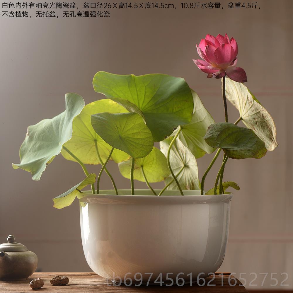 新款氏水培花盆陶瓷简约碗莲铜钱草色荷花无孔金鱼香缸白大号小水