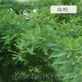 新款 法进口丝柏精收油30ml缩毛孔抗菌油驱虫香薰控按摩国单方精油