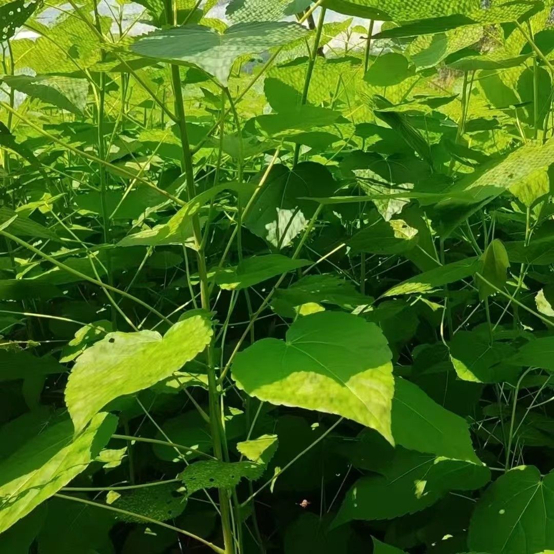 正宗山桐子树苗可榨食用油苗