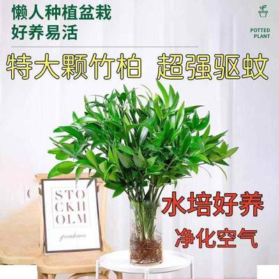 驱蚊竹柏水培植物室内盆栽好养客厅大棵水养竹子特大桌面四季绿植
