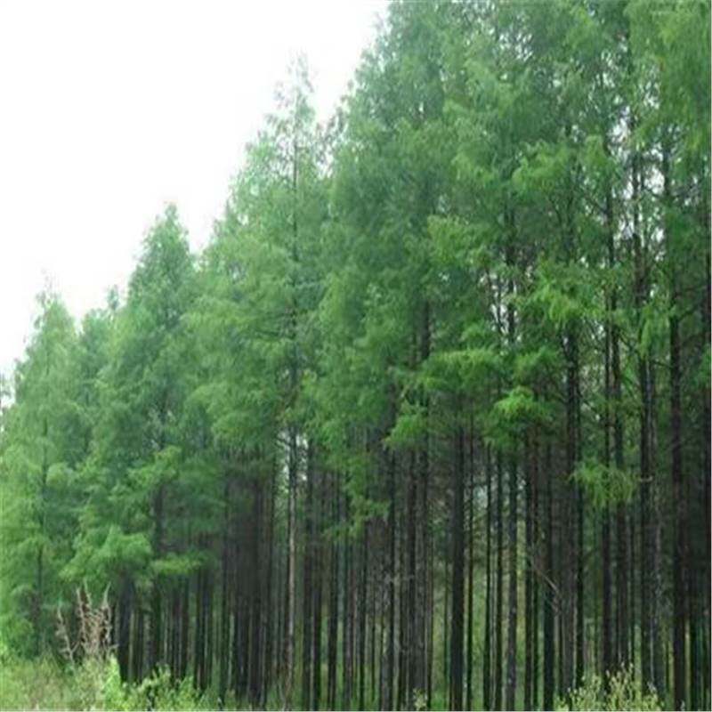 落叶松种子 荒山造林 森林更新的主要树种易活林木种子