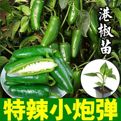 特辣小炮弹辣椒苗秧种子可腌制泡椒阳台庭院盆栽四季辣妹子小米辣