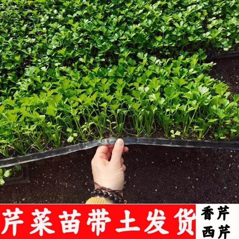 芹菜苗幼苗芹菜秧子苗蔬菜苗包邮西芹秧苗根盆栽蔬菜苗阳台四季播