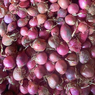东北毛葱头农家特产小洋葱头迷你圆红葱头今年新葱上市新鲜直发