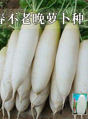 春不老晚萝卜种子蔬菜种子白心耐抽苔春不老白色萝卜种子秋冬季