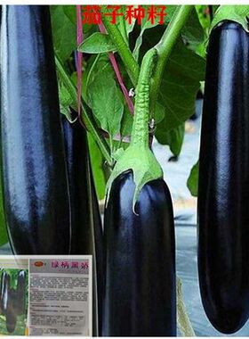 茄子种子黑紫色四季高产蔬菜种籽杭茄种子线茄苗春播蔬菜花卉种子
