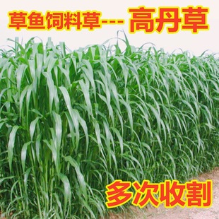 牧草高丹草种籽超级糖养殖猪牛羊草草种籽鸡鸭鹅鱼草种籽子四季