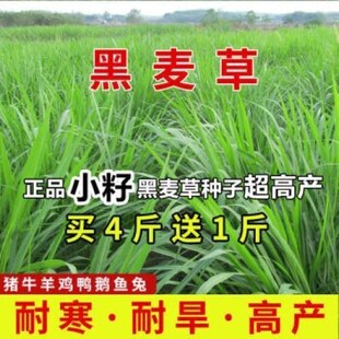 耐寒多年生黑麦草牧草种子种籽畜牧养殖猪牛羊鸡鱼兔草籽 进口多