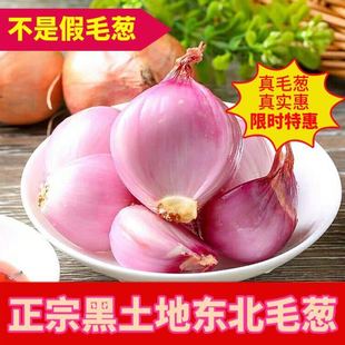 正宗东北吉林省东北毛葱小毛葱红葱头火葱 农家笨毛葱 葱栽子