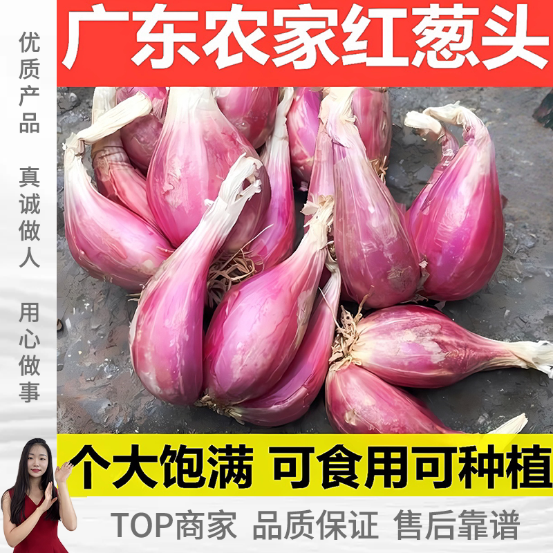 正宗广东红葱头新鲜优质葱头小葱商用食用熬葱油特香地四季可种植图片