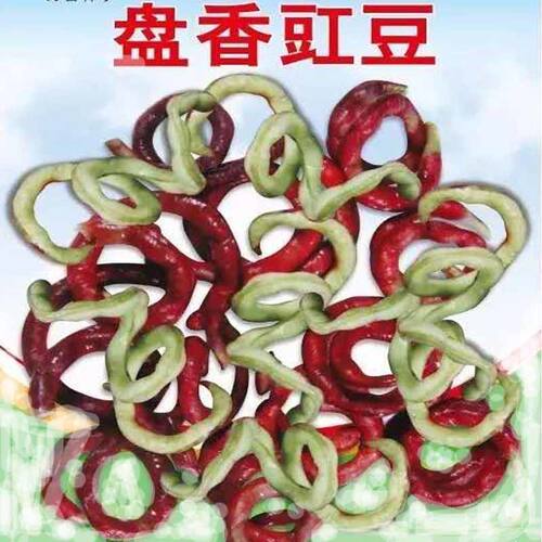 红绿盘香豇豆种子无架豆种子四季种植阳台庭院盆栽蔬菜种子【5天