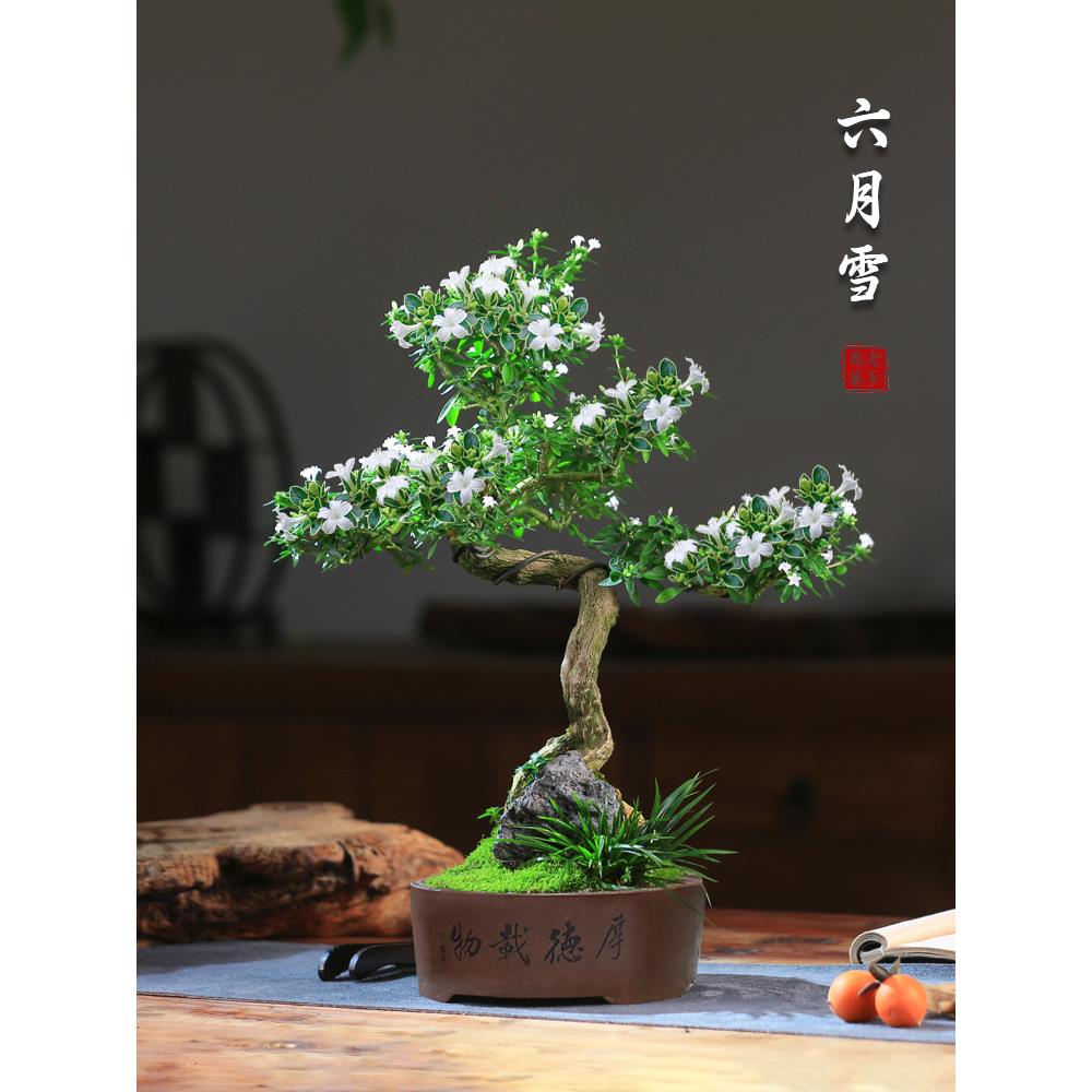 六月雪盆景植物办公室客厅好养老桩造型茶室桌面绿植花卉常绿盆栽