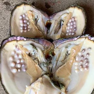 珍珠蛤活蛤自开珍珠河蚌活蛤老蛤珍珠蛤壳自开珍珠自繁殖